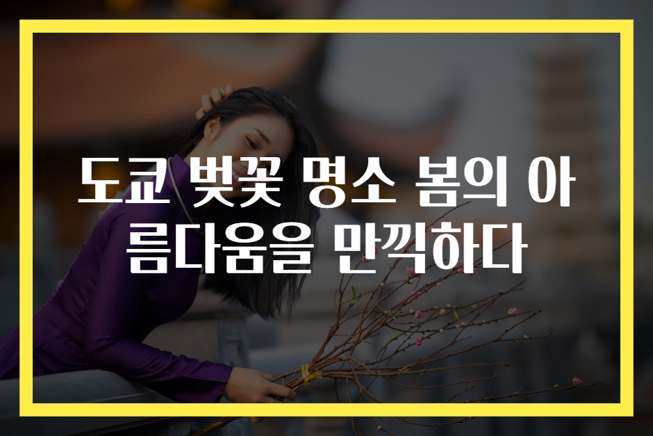 도쿄 벚꽃 명소 봄의 아름다움을 만끽하다